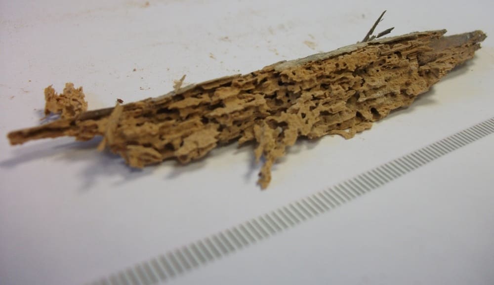 Dégâts de petite vrillette