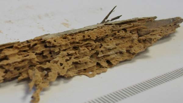 Diagnostic d'une structure bois